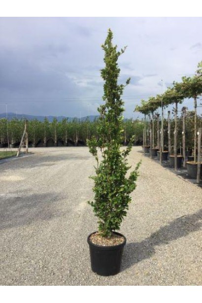 Бук лісовий Dawyck Gold в горщику